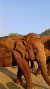 The Asian Elephant Experience